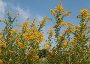 ブタクサ花粉の時期とアワダチソウとの違いを画像で紹介