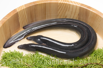 unagi01