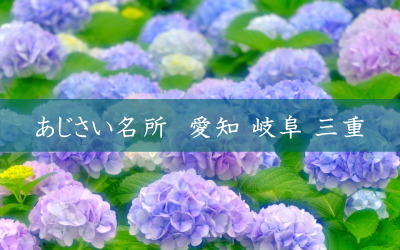 東海のあじさい名所 愛知 岐阜 三重の見頃はいつ